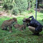Авик снимает ягуаров
